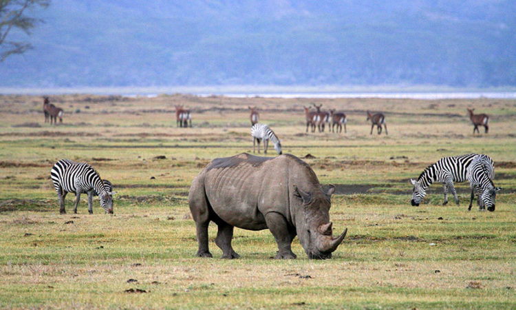 11 Days Tarangire Manyara Lakenatron Ngorongoro Serengeti Manyara